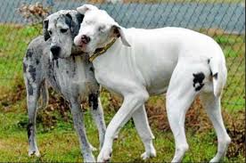 Dogue alem&atilde;o vira c&atilde;o-guia de cachorra cega - Blog Patas ao Alto ...