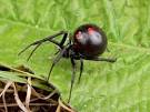 Black Widow Spiders, Black Widow Spider Pictures, Black Widow ...