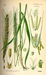 File:Illustration <b>Secale</b>