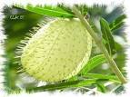 les graines de Gomphocarpus physocarpus - c'est ma nature