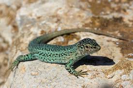 external image images?q=tbn:ANd9GcSQSleGs4BNpPUiJH4J62LG2v0-oL-p3Poa5F1n1xJ9avsC2yaT-w