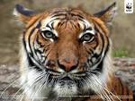 WWF - Indochinese tiger