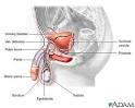 Male reproductive anatomy: MedlinePlus Medical Encyclopedia Image