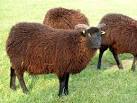 Sheep at Fontburn Rare Breeds - via Daymix