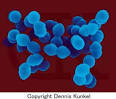 Entercoccus sp., Bacteria, gram-positive cocci