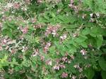 File:<b>Lespedeza</b> ja02.jpg