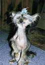 World's Ugliest Dog: Miss Ellie the bug-eyed hairless dog dies at ...