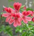 geranium oil, geranium essential oil,