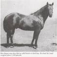 http://www.circle-s-quarter-horses.com/PocoBueno4.jpg