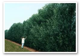 Biomass crops of fast growing trees such as hybrid willow have been the object of studies in plant genetics and hybridizing to increase the desirable traits ... - Willow-Hybrid