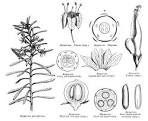 <b>Myoporaceae</b> R. Br.