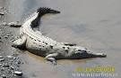 Crocodylus acutus Pictures, Crocodylus acutus Photos | PhotoBank ...