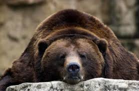 Northern brown bears feed on whitefish - Science News - redOrbit
