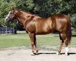 American Quarter Horse Stallions