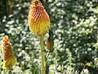 Endemic (ecology): Facts, Discussion Forum, and Encyclopedia Article