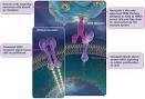 Genentech: Medicines: Proposed Mechanism of Action
