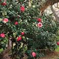 Southern Gardening: Azaleas in Camellia - Southern Living