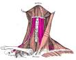 Infrahyoid muscles - Wikipedia, the free encyclopedia
