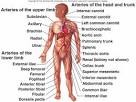 Blood Vessels