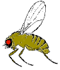 Fruit Flies | University of Kentucky Entomology