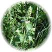 Catnip