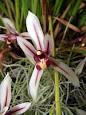 Cymbidium - Wikipedia, the free encyclopedia