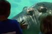 Toledo Zoo Web Cams - Toledo Ohio