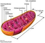 Mitochondria