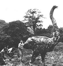Moa the large extinct bird (ancestor of the kiwi)