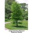 Bald Cypress