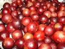 Camu Camu