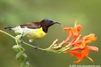 Avian Worship       Lees Birdwatching Adventures Plus