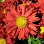File:Red <b>chrysanthemum</b>.jpg