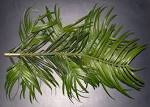 Cephalotaxaceae <b>Cephalotaxus</b>