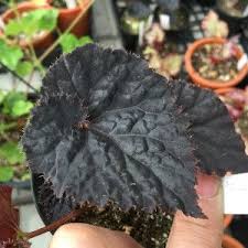 Image result for Begonia Black Queen
  ( Black Queen Begonia )