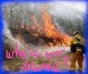 WitnessLA.com » Fire
