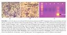 Revista de Salud Animal - INFECCIONES POR <b>PARVOVIRUS PORCINO</b> EN CUBA