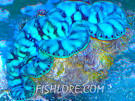 Tridacna Maxima Clam