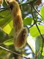 <b>Mucuna</b> pruriens seeds of two
