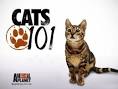 Watch Cats 101 Online TV Shows Online Live TV Shows Online