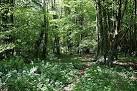 SW6537 : Deciduous Woodland - via Daymix
