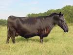 Bryson Fink's Blogsite: Cow with horse head on it