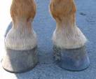 High Performance Hoof Care - Big Lick - The greatest freak show on ...