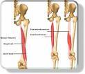 Understanding The Hamstring Muscle Basics, Easy As A B C - TRACK MOM