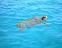 Other beaches in Zante include