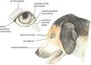 <b>Lacrimal apparatus</b>, dog.