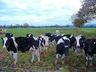 Dairy cows and bull at Marsh - via Daymix