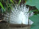File:Indian peafowl white mutation.jpg - Wikipedia, the free ...