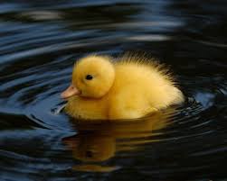 http://t1.gstatic.com/images?q=tbn:ANd9GcSSg_i-hvKOzt_p_QA6RxI2RCMrizIeb_4w102-bzMeDSS2pl3HSg
