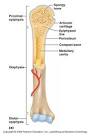 SKELETAL SYSTEM OVERVIEW OBJECTIVES